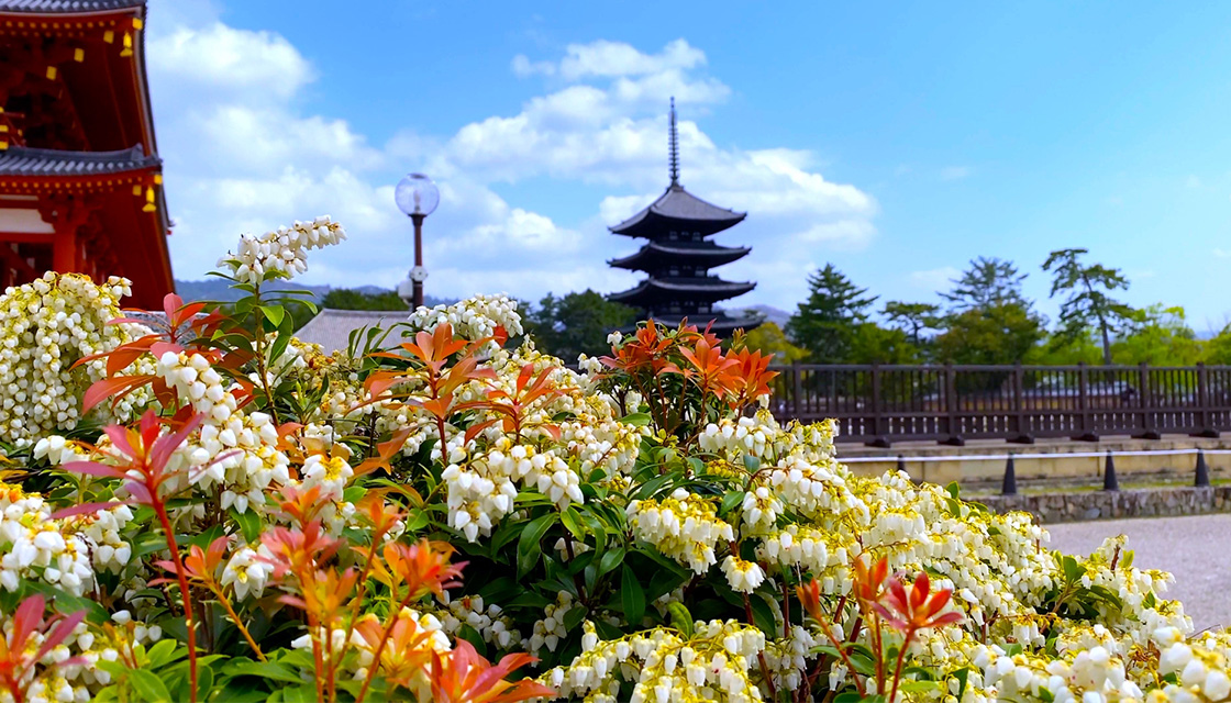 興福寺